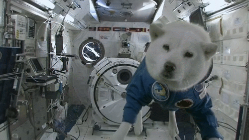 A+dog+in+space