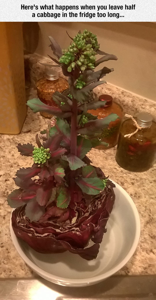 Cabbage%26%238230%3BFinds+A+Way