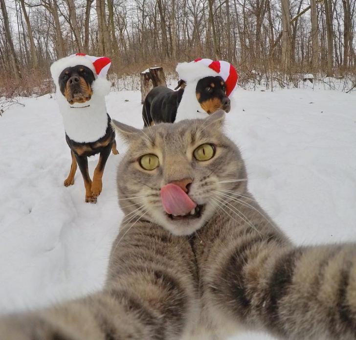 Cat+Selfie