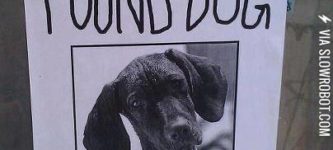 Found+Dog