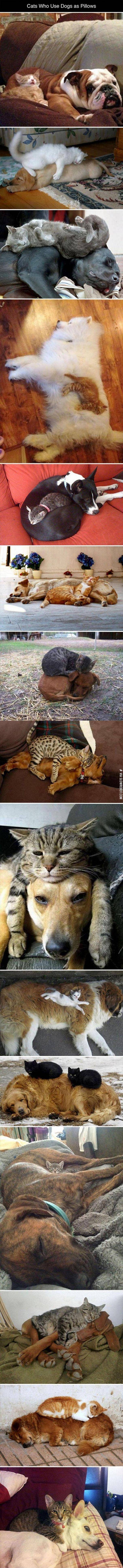 Cats+who+use+dogs+as+pillows