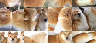 Shiba+or+marshmellow