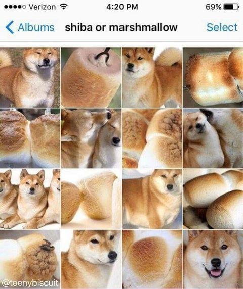 Shiba+or+marshmellow