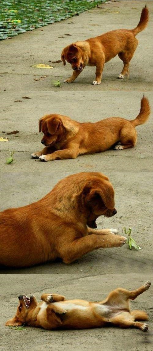 Puppy+vs.+Mantis
