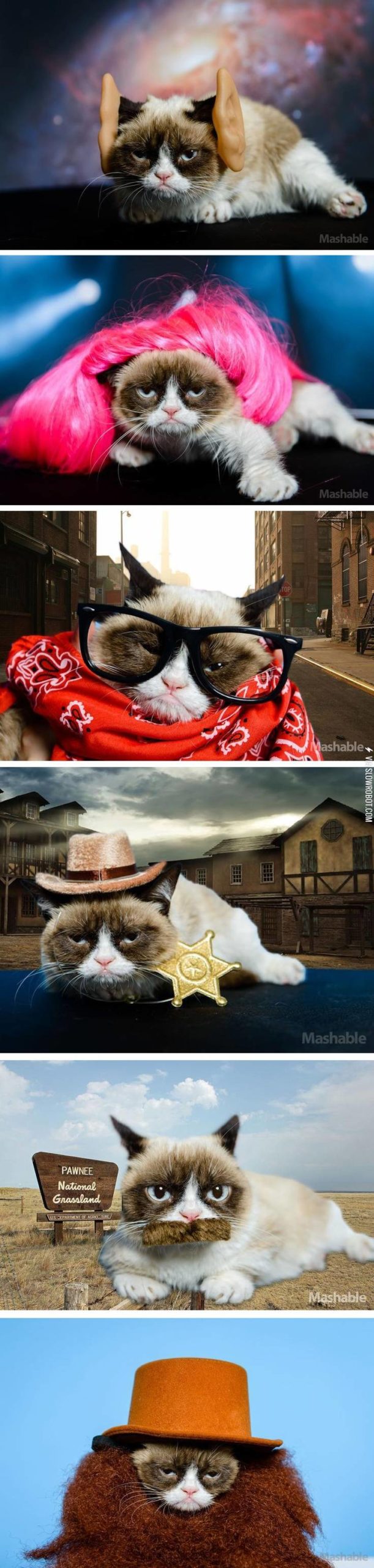 Grumpy+Cat.