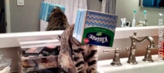 Kleenex+Kitty