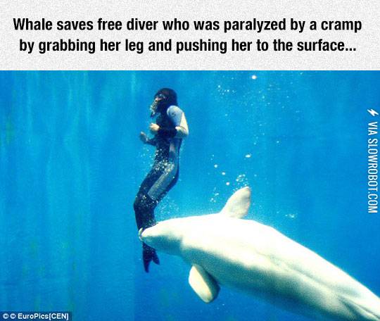 Whale+saves+free+diver