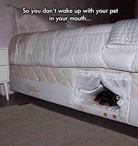 A+bed+with+a+place+for+your+dog