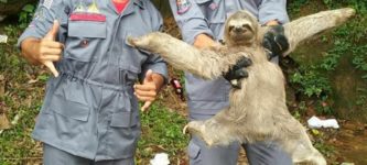 Two+brazilian+fireman+rescued+a+pretty+fabulous+sloth..