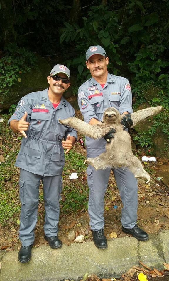 Two+brazilian+fireman+rescued+a+pretty+fabulous+sloth..