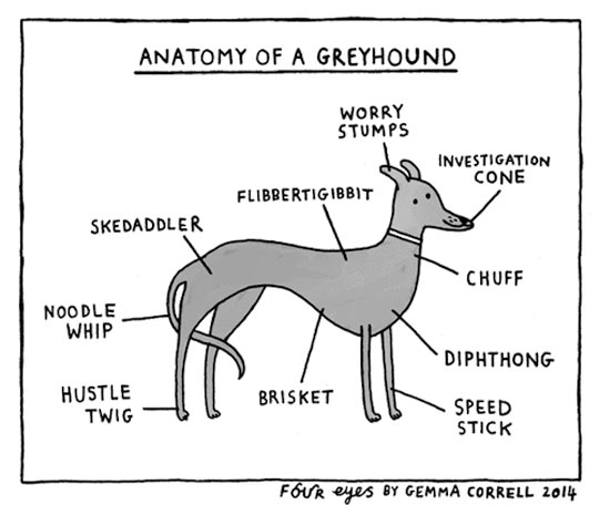 Anatomy+of+a+Greyhound