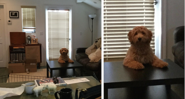 I+went+out+of+town+for+a+few+days+and+came+home+to+my+dog+who+seems+to+want+to+have+a+word+with+me+about+it.