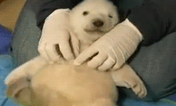 Baby+polar+bear+being+tickled