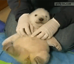 Baby+polar+bear+being+tickled