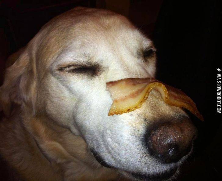 Self+control+level%3A+bacon