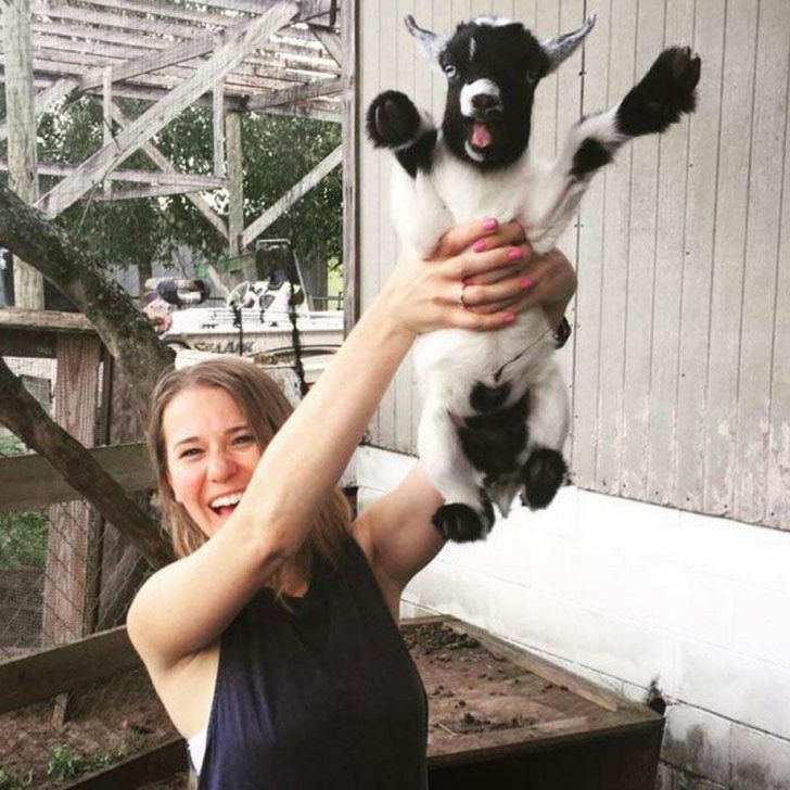 Happy+Goat+is+happy%21