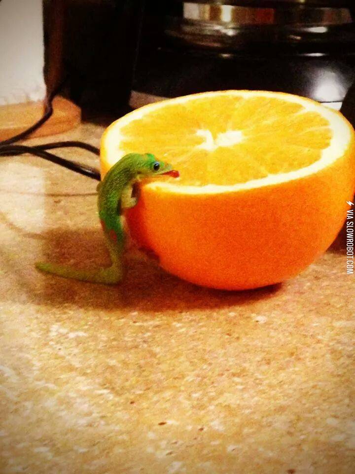 Little+dude+loves+his+orange