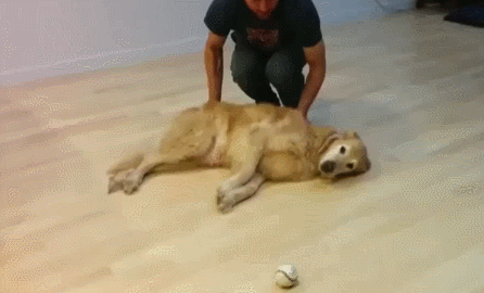 Lazy+Goldie+playing+fetch+like+a+boss.