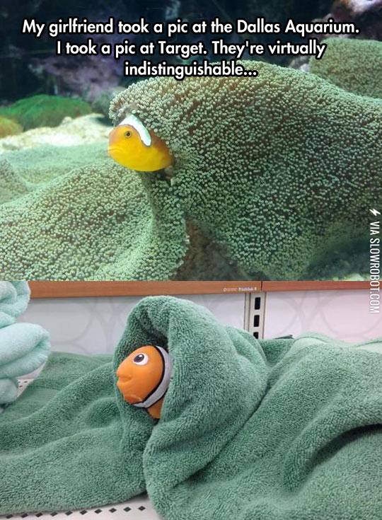 Target+vs.+the+aquarium.