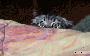 Creepy+Cat+Is+Creepy