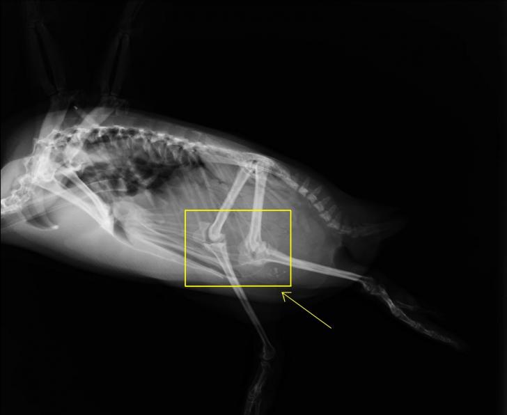 Penguins+have+knees+inside+their+bodies.
