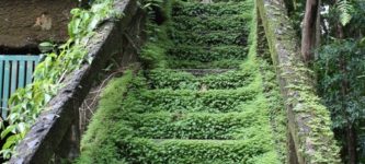 Nature+taking+back+a+stairway