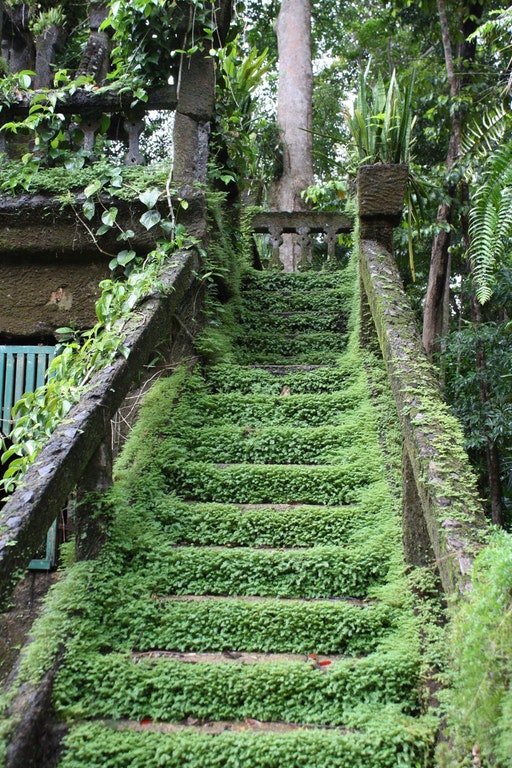 Nature+taking+back+a+stairway
