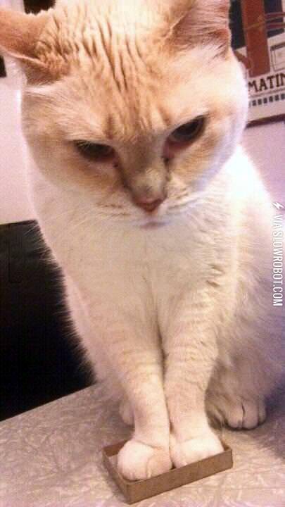 Cats+love+boxes%26%238230%3B