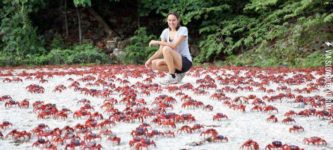 Red+crab+migration%2C+Christmas+Island%2C+Australia.