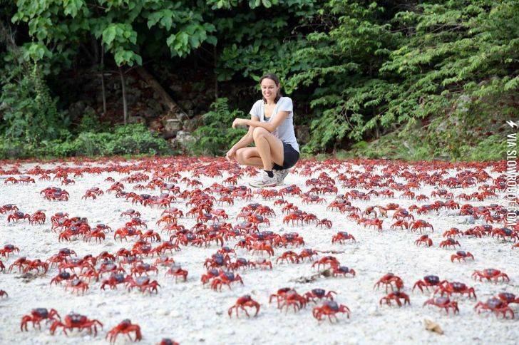 Red+crab+migration%2C+Christmas+Island%2C+Australia.