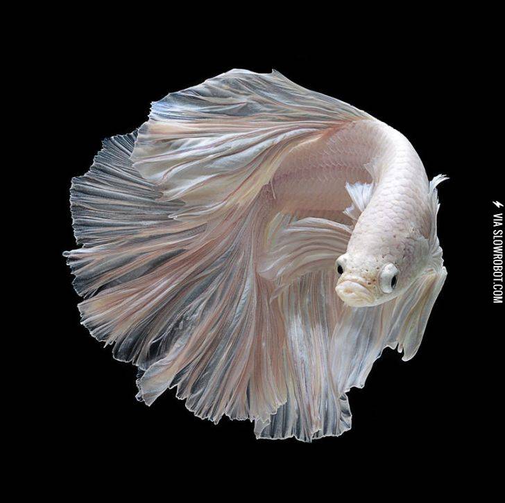 Siamese+Fighting+Fish.