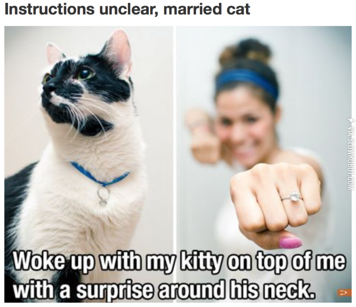 Instructions+unclear%2C+married+cat.