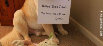 Killed+Yoda+I+did.