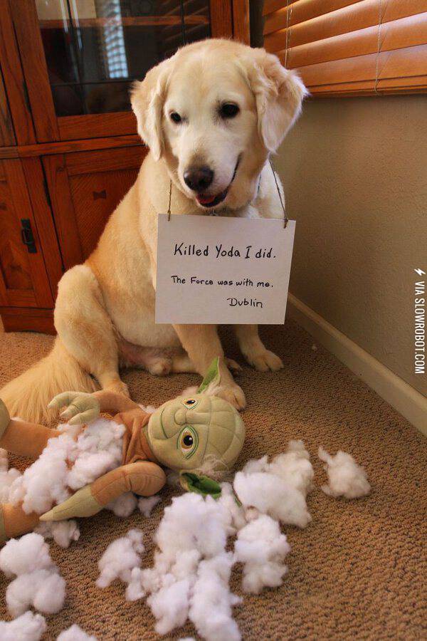 Killed+Yoda+I+did.