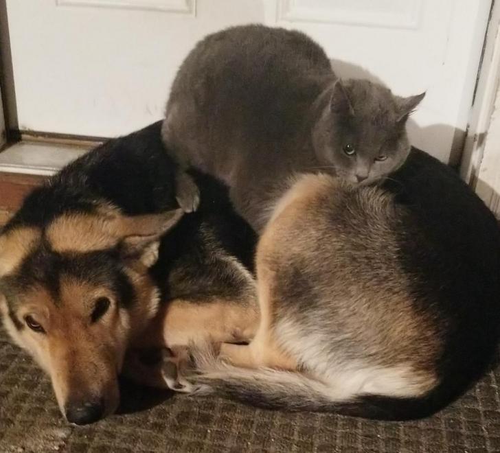 These+two+hate+each+other+when+the+weather+is+warm%2C+but+are+a+great+team+when+it%26%238217%3Bs+cold