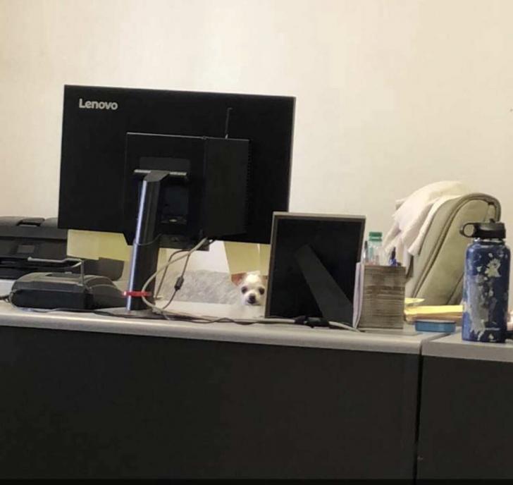 The+new+boss+is+super+intimidating