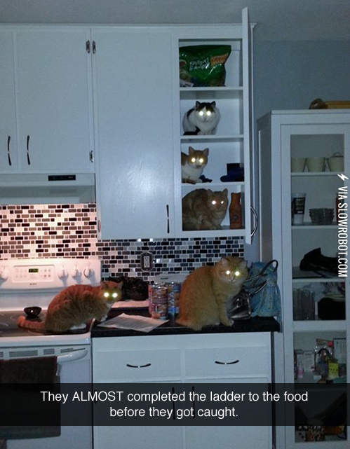 The+cat+burglars.