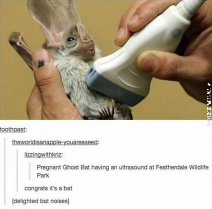 Congrats%2C+it%26%238217%3Bs+a+bat%21