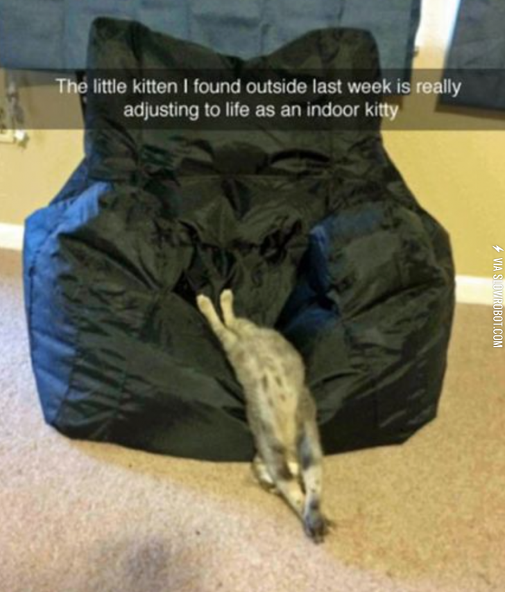 A+cat%26%238217%3Bs+life.