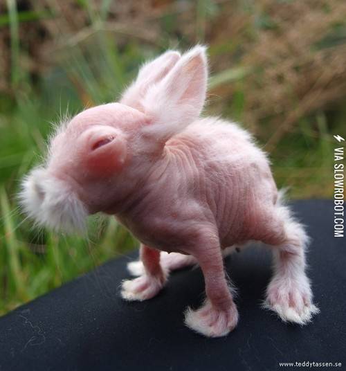 Hairless+rabbits%2C+kind+of+creepy.