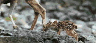 Baby+deer+learning+to+walk