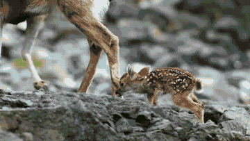 Baby+deer+learning+to+walk