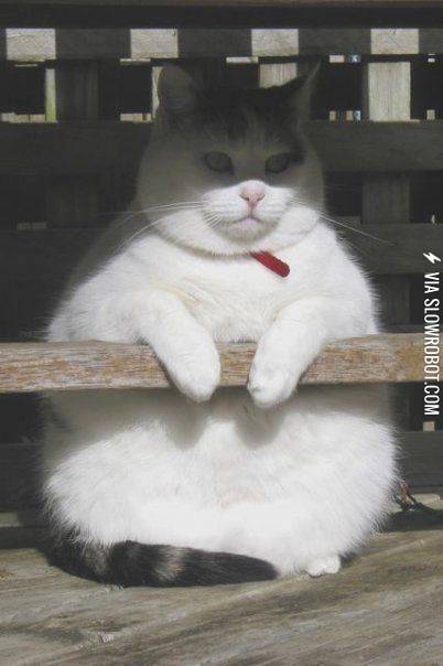 Fat+Cat+is+Supervising