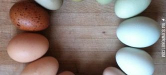 A+color+wheel+of+farm+fresh+eggs.