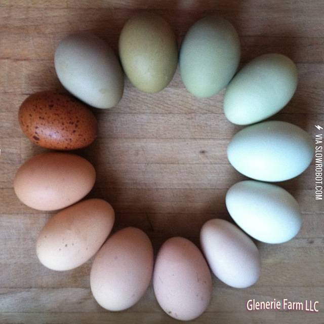 A+color+wheel+of+farm+fresh+eggs.