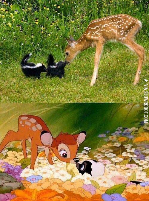 Real+life+Bambi+and+Flower.