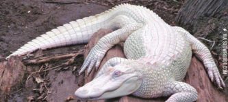 Albino+Alligator