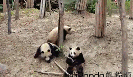 The+Panda+Life