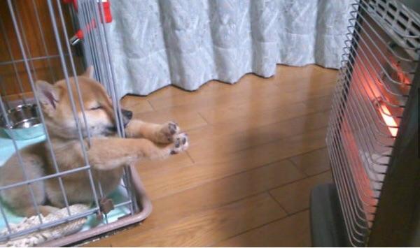 A+Puppy+warming+it%26%238217%3Bs+little+paws