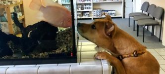My+dog+met+a+fish+the+other+day+at+the+vet